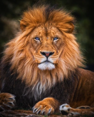 Singa Sang Raja Hutan