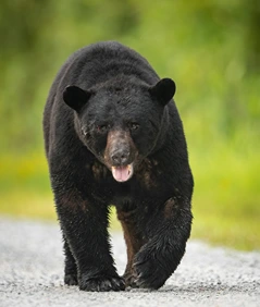 beruang hitam asia