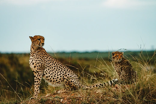 Predator Cheetah
