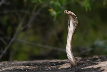 ular king cobra
