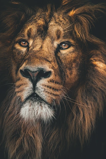 Singa Raja HUtan