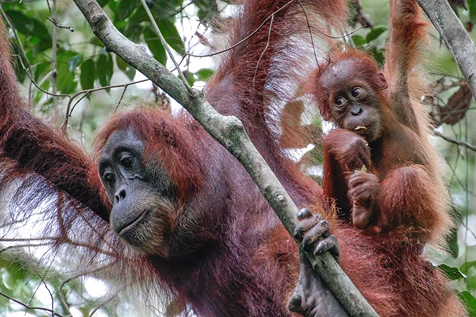 orangutan kurus kering